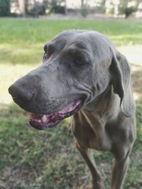 Close-up of dog on field