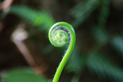 Close-up of fern