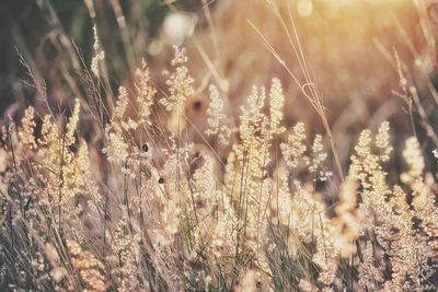 Close-up of wheat growing on field