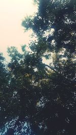 Low angle view of trees in forest