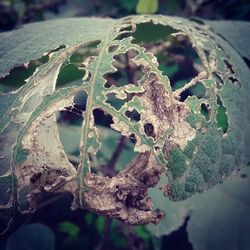 Close-up of leaves against blurred background