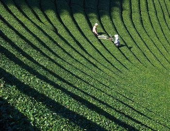 Harvesting tea with machinery at tea plantation