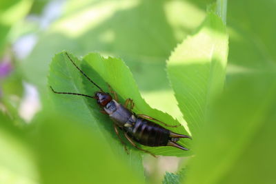 Close-up of insect on leaf