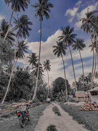 Palm trees on beach against sky