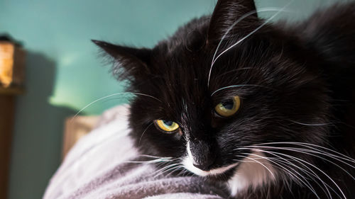Close-up portrait of a cat