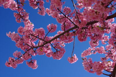 Low angle view of cherry blossoms against sky