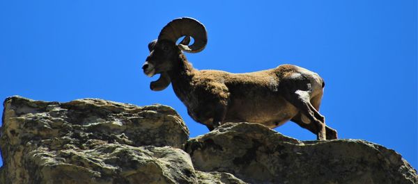 Low angle view of animal on rock against blue sky