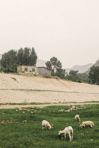 Sheep in a field