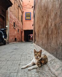 Street cat relaxing in the sun