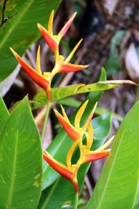 Close-up of red flowering plant