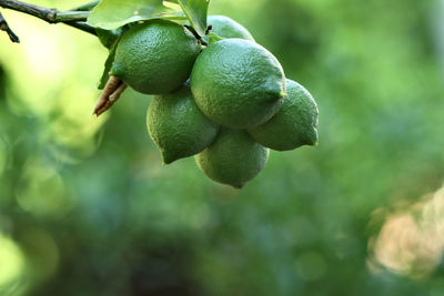 Close-up of fruits hanging on tree