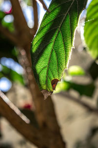 Close-up of fresh green plant