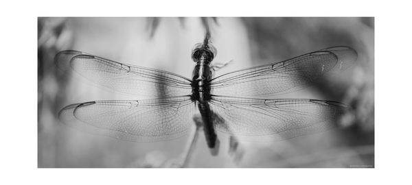 Close-up of insect over white background