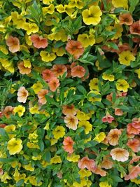 Full frame shot of yellow flowering plants