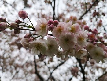 Low angle view of cherry blossoms in spring