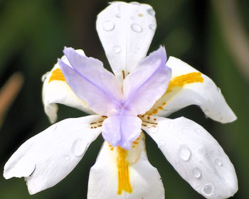 Close-up of white flower blooming outdoors