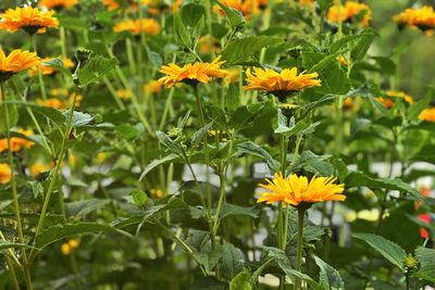 Close-up of yellow flowering plants on field