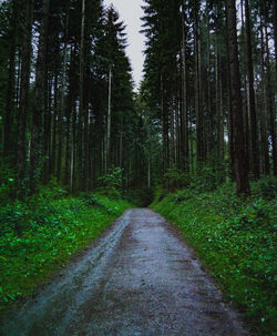 Empty road amidst trees in forest