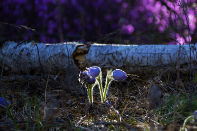 Close-up of purple crocus flowers