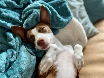 High angle view of dog resting on bed at home