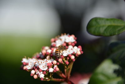 Close-up of insect pollinating on flower