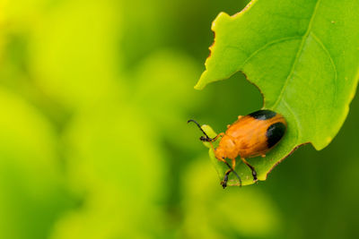 Close-up of insect on leaf