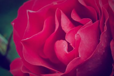 Full frame shot of pink flower