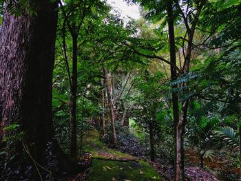 Trees in forest