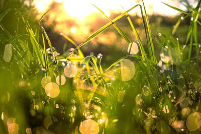 Close-up of illuminated christmas tree
