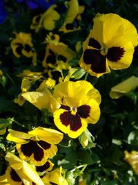 Close-up of yellow flowering plant