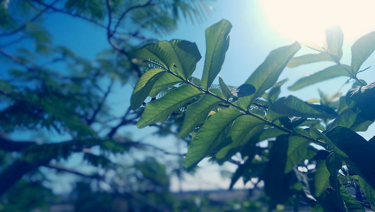 leaf, growth, sun, sunlight, low angle view, sunbeam, nature, lens flare, close-up, plant, beauty in nature, focus on foreground, sky, green color, tree, tranquility, day, sunny, outdoors, branch