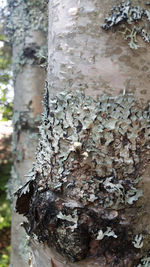 Close-up of tree trunk