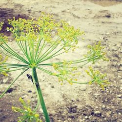 Close-up of plants