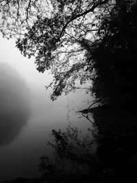 Trees in foggy weather