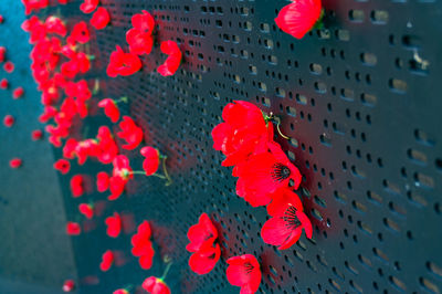 Red poppy flowers. remembrance day background