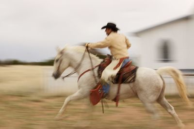 Close-up of horse against sky