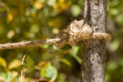 Close-up of rope tied up on tree trunk