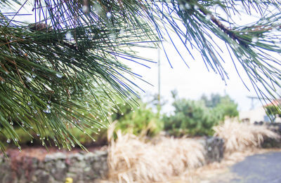 Close-up of pine tree during winter