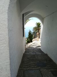 Footpath amidst palm trees and wall of building