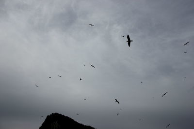 Low angle view of birds flying in sky