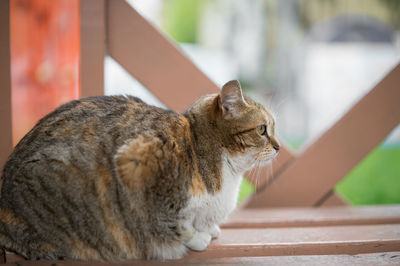 Close-up of cat sitting outdoors