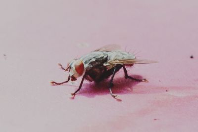 Close-up of insect