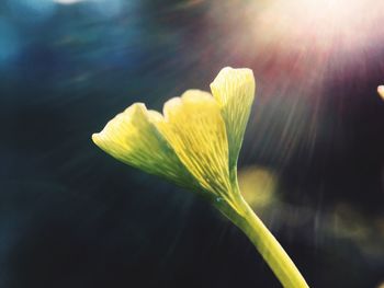 Close-up of flower against blurred background