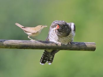 Close-up of bird perching on branch