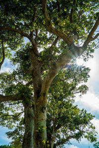 Low angle view of trees against sky