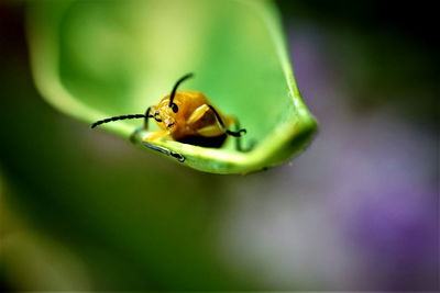 Close-up of insect on leaf