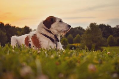 Dog looking away on field