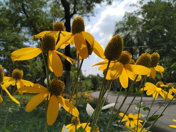 Close-up of yellow flowering plant against sky