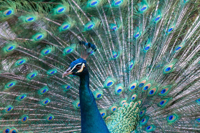 Close-up of peacock