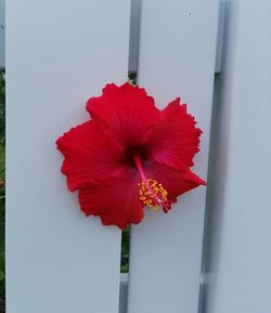 Close-up of red poppy flower